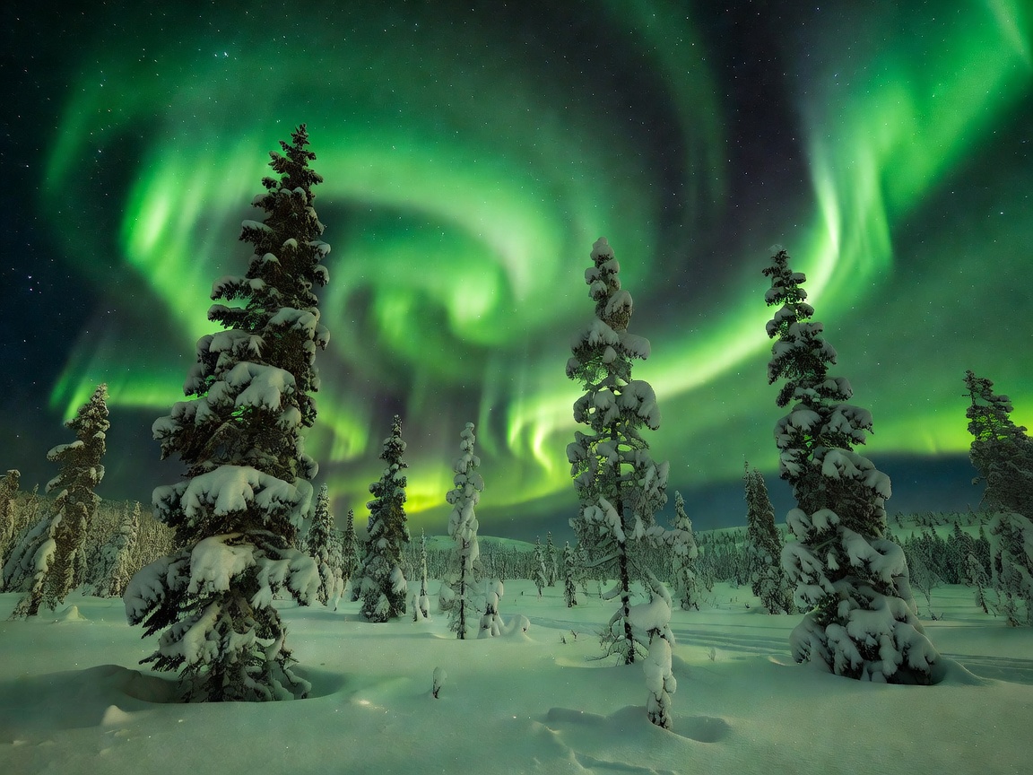 Scenic view of heavy snow-covered spruce trees in Lapland with vibrant green aurora borealis in the night sky